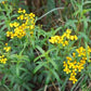 TARRAGON 'Mexican' --Tagetes lucida--