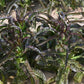 LETTUCE 'Purple Sword Celtuce'