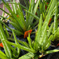 ALOE VERA 'Small-Leaf' --Aloe barbadensis--