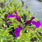 Salvia greggii --Compact Dark Violet Velvet Autumn Sage--