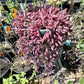 Othonna capensis 'Ruby Necklace'