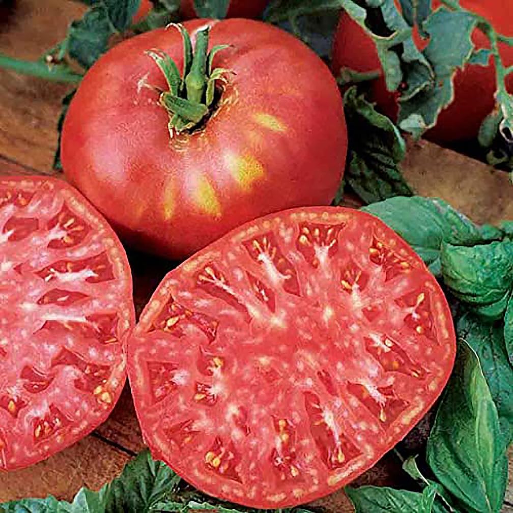 TOMATO 'Brandywine'