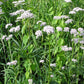 VALERIAN --Valeriana officinalis 'Select'--