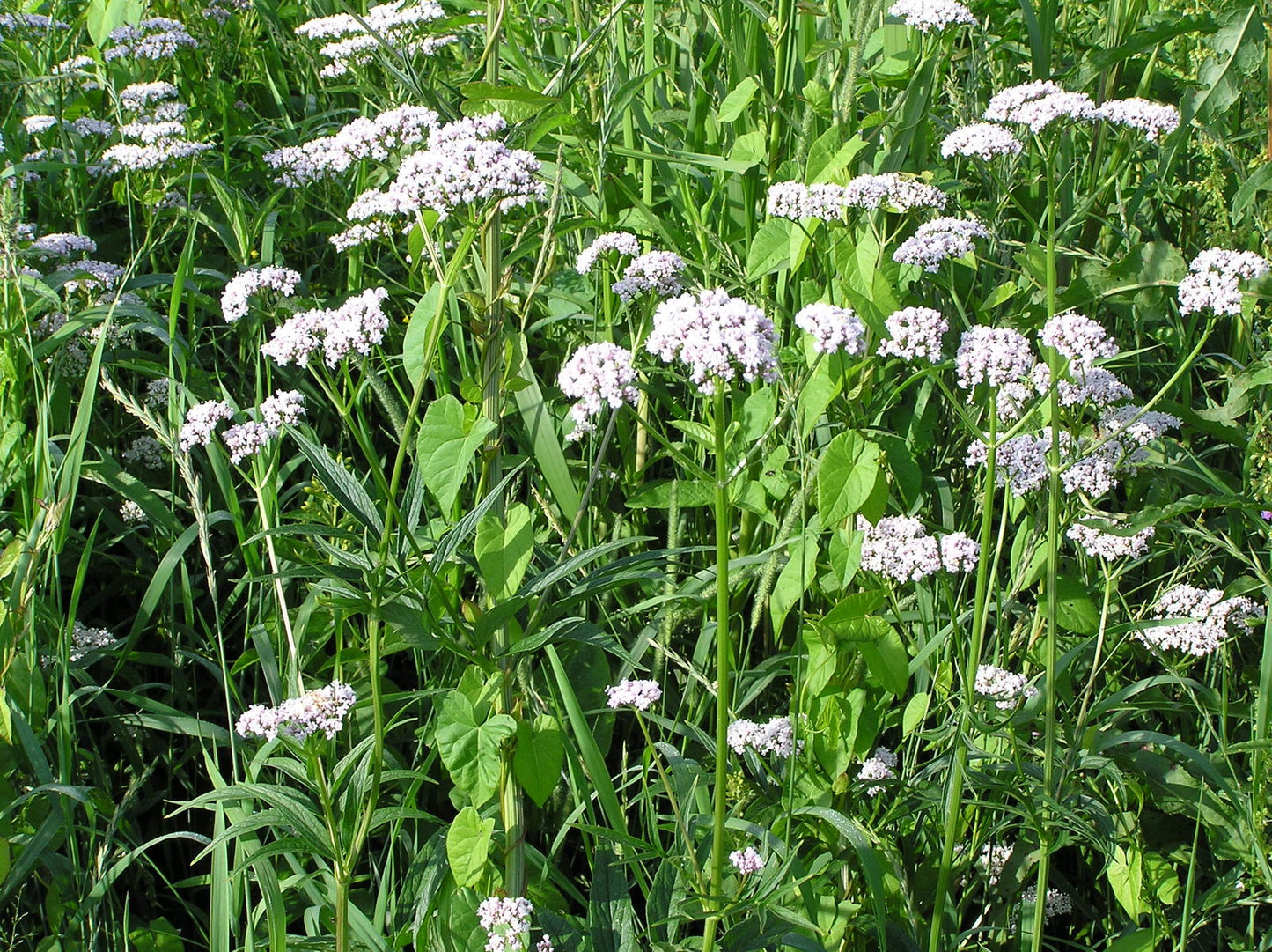 VALERIAN --Valeriana officinalis 'Select'--