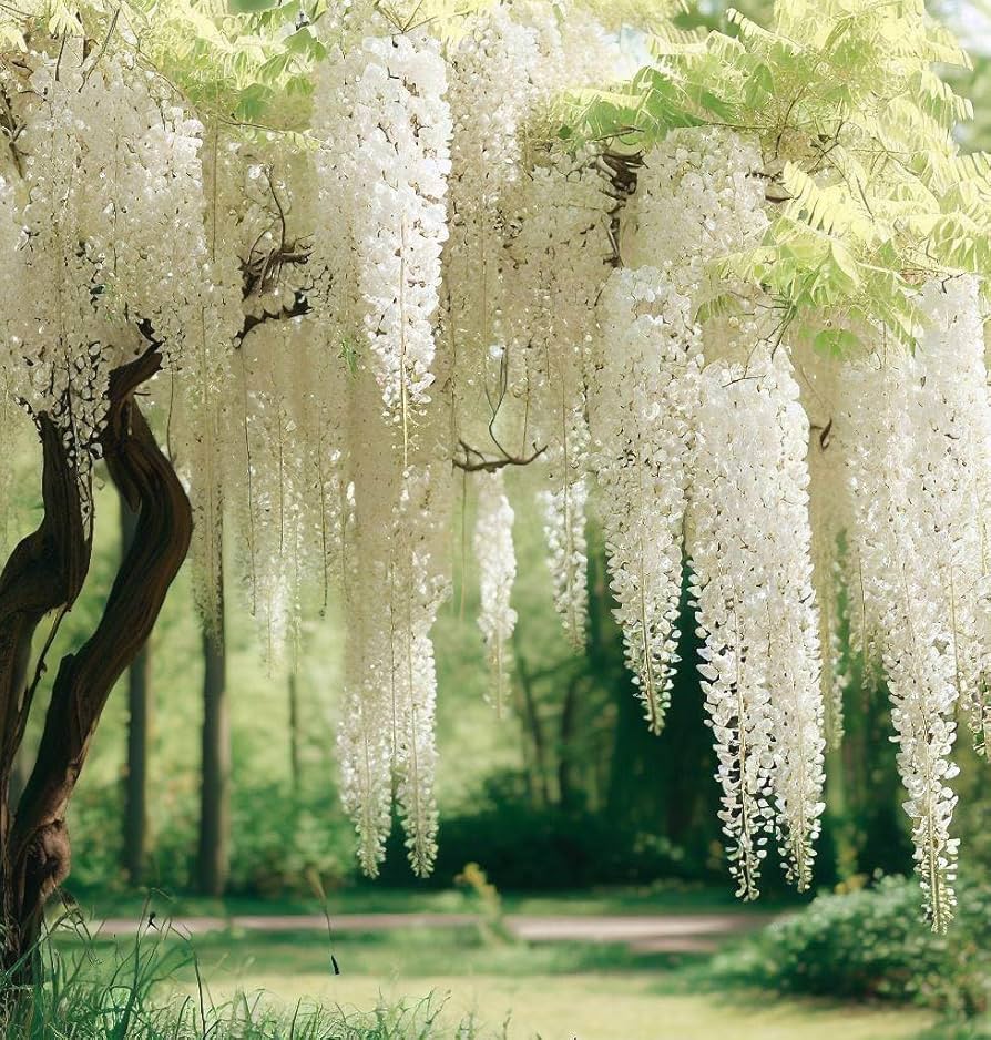 Wisteria sinensis 'Alba' --White Chinese Wisteria--