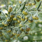WORMWOOD --Artemisia absinthium--
