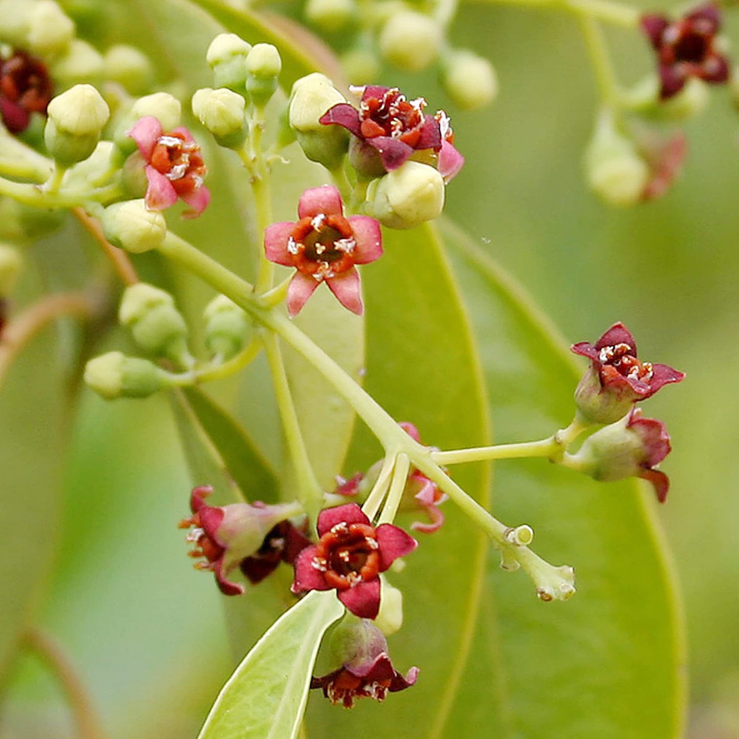 SANDALWOOD 'Indian' --Santalum album--