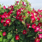 MORNING GLORY 'Scarlet O'hara'