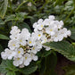 Lantana montevidensis --White Trailing Lantana--