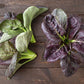 ASIAN GREENS 'Scarlet Tat Soi'
