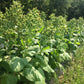 TOBACCO 'Hopi' --Nicotiana rustica--