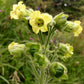 TOBACCO 'Hopi' --Nicotiana rustica--