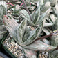 Gasteria 'Sakura fuji'