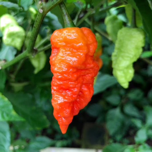 PEPPER 'Death Spiral'
