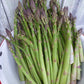 ASPARAGUS 'Millennium' --Asparagus officinalis--