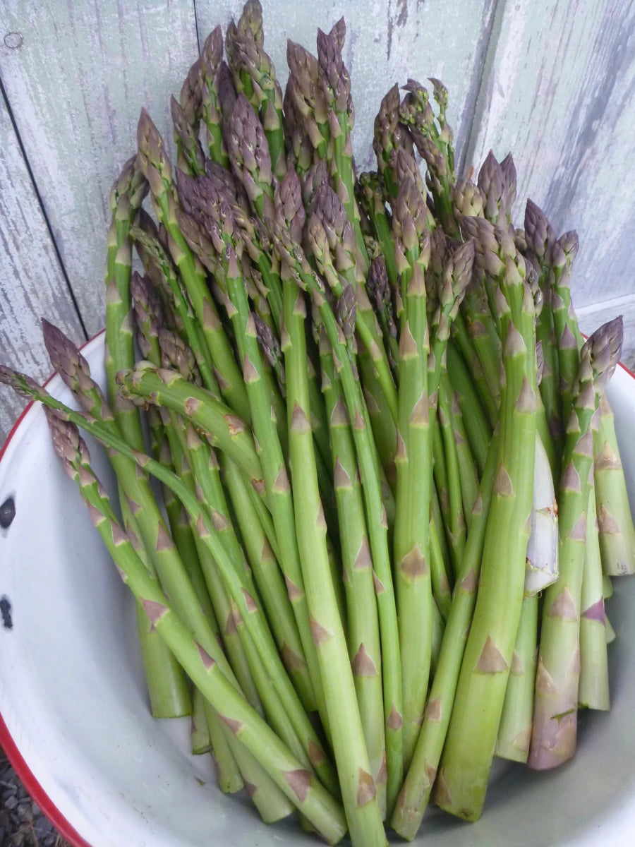 ASPARAGUS 'Millennium' --Asparagus officinalis--