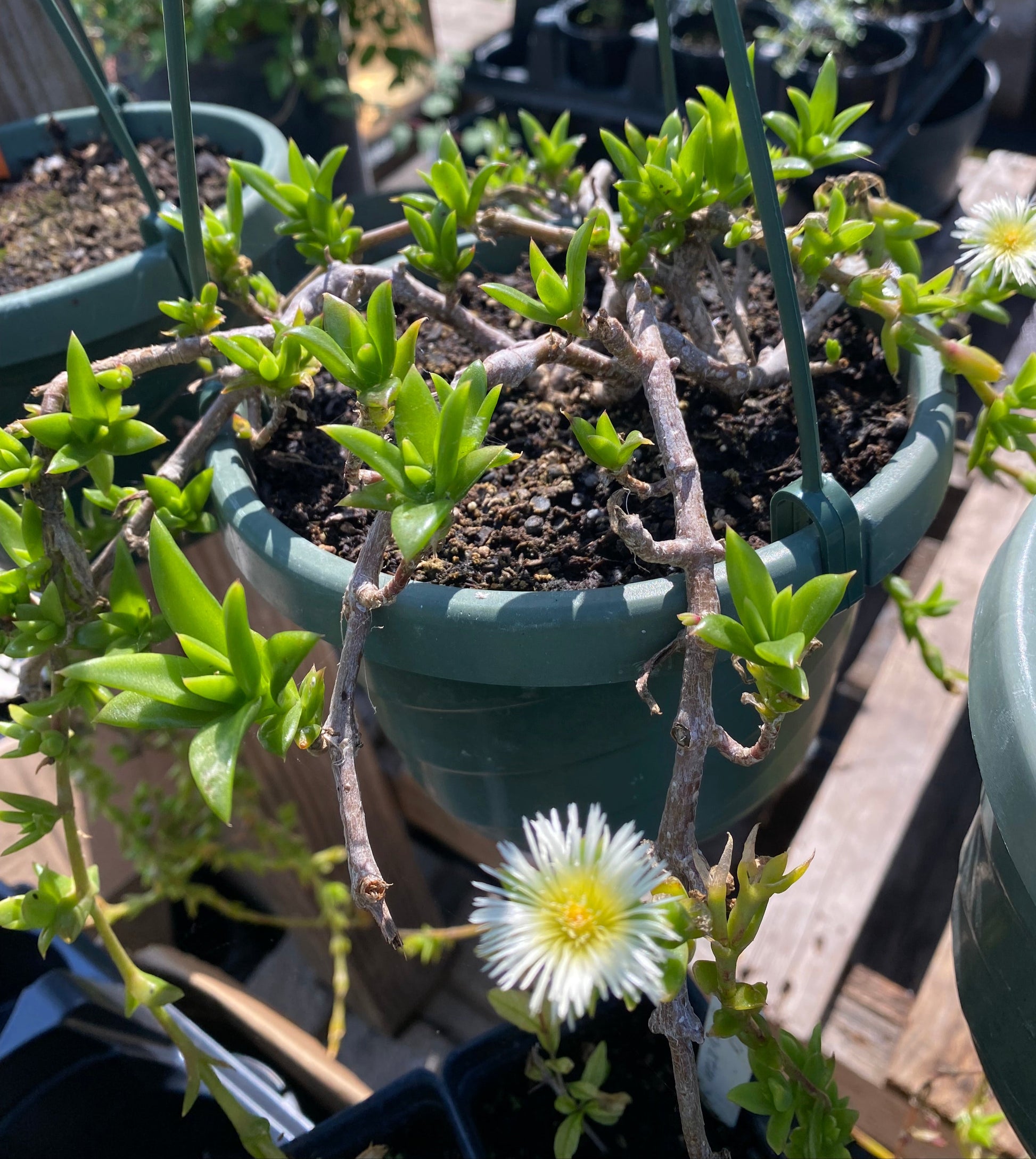 kanna succulent KANNA --Sceletium tortuosum--