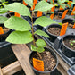 PAWPAW 'Selected Common' --Asimina triloba 'Select Seed'--