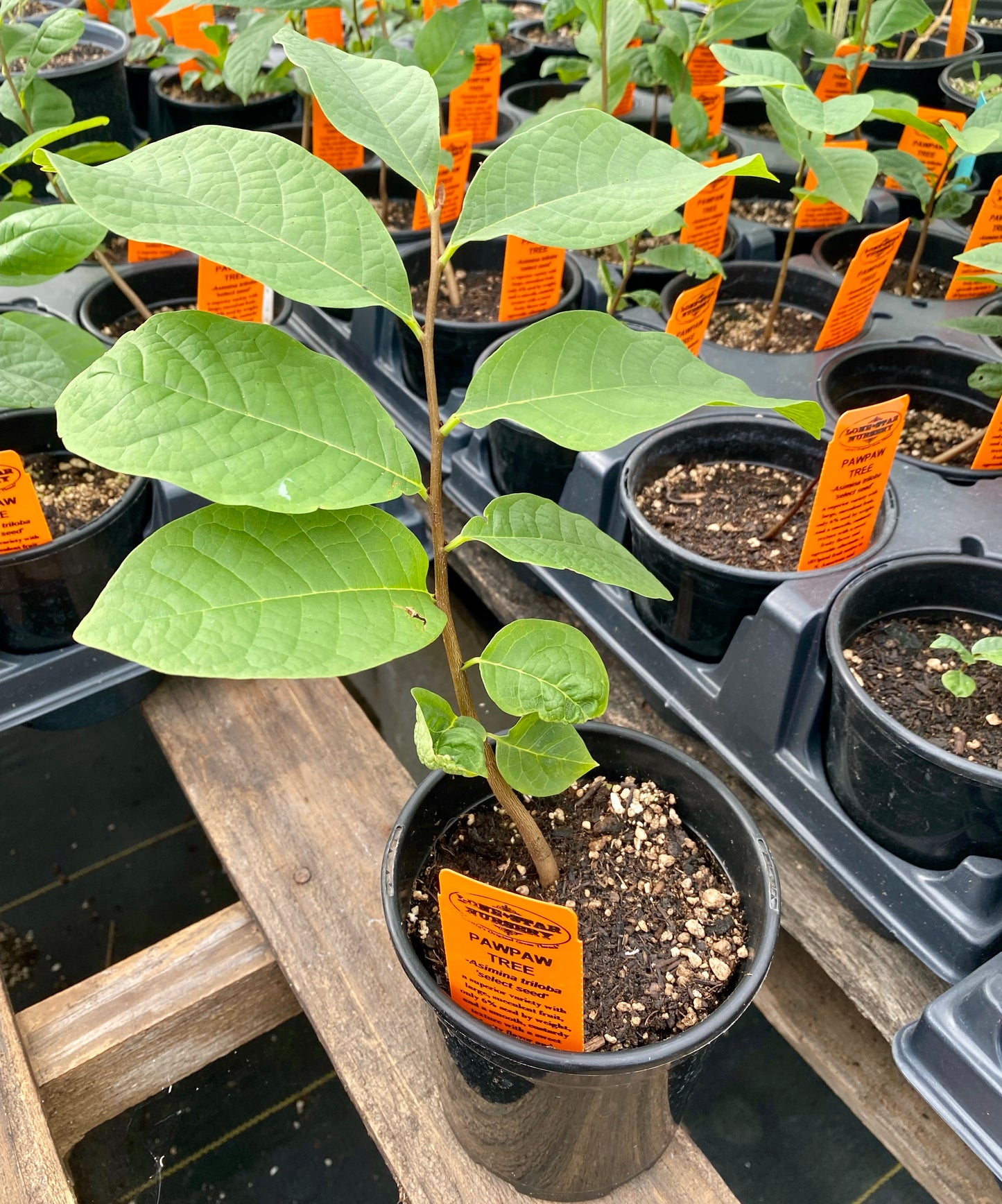 PAWPAW 'Selected Common' --Asimina triloba 'Select Seed'--