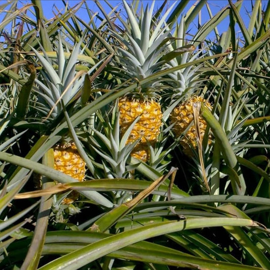 PINEAPPLE 'Elite Gold' --Ananas comosus--
