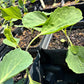 KALE 'Spooner's'