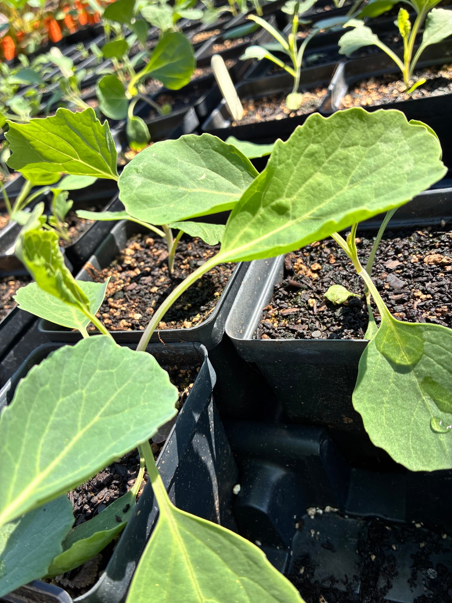 KALE 'Spooner's'