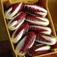 RADICCHIO 'Baldo'