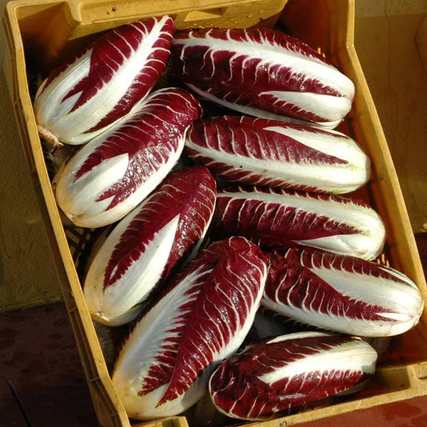 RADICCHIO 'Baldo'