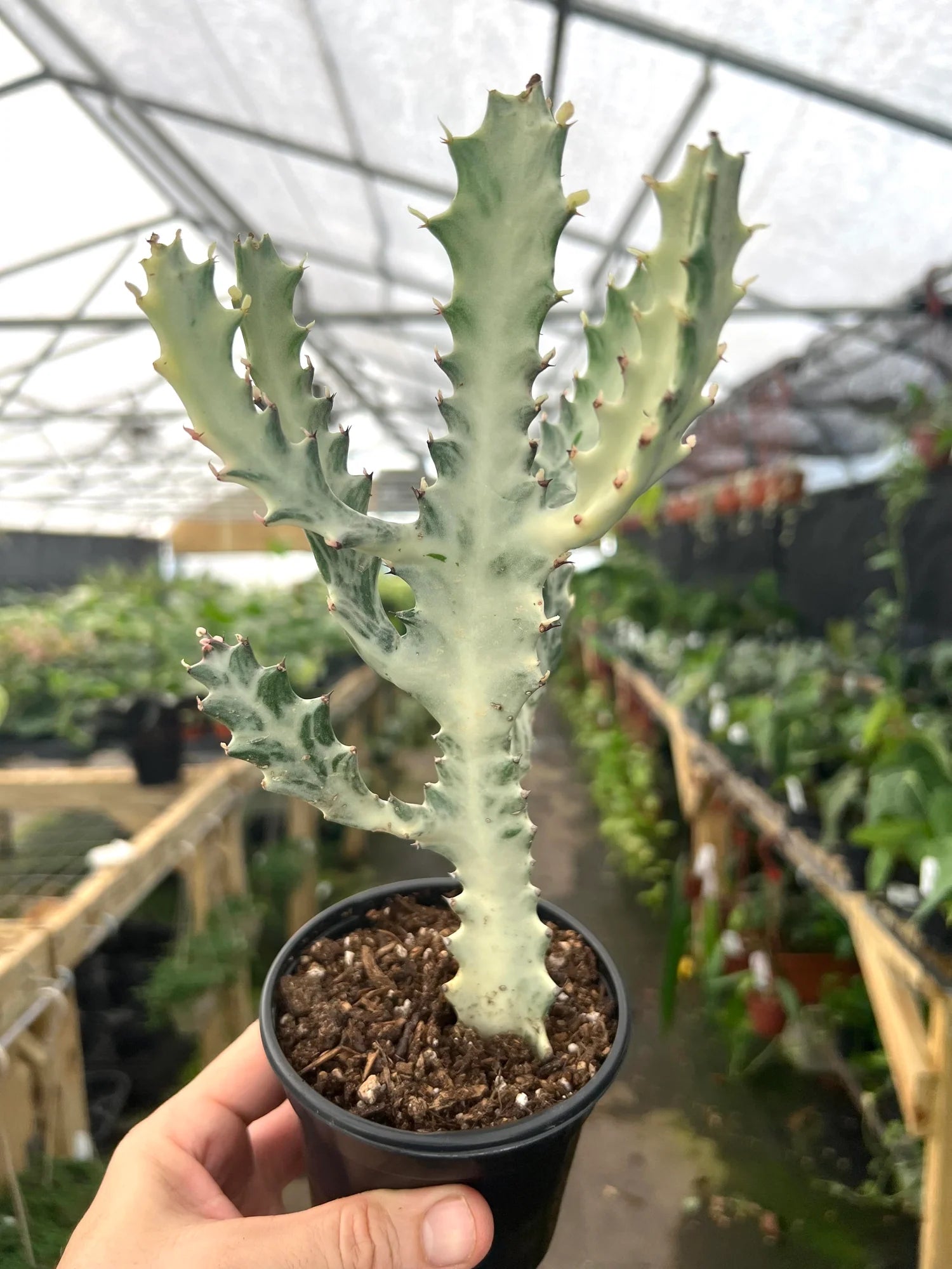 elkhorn plant succulent Euphorbia lactea --White Ghost Elkhorn--