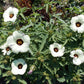 Hibiscus trionum --Venice Mallow--