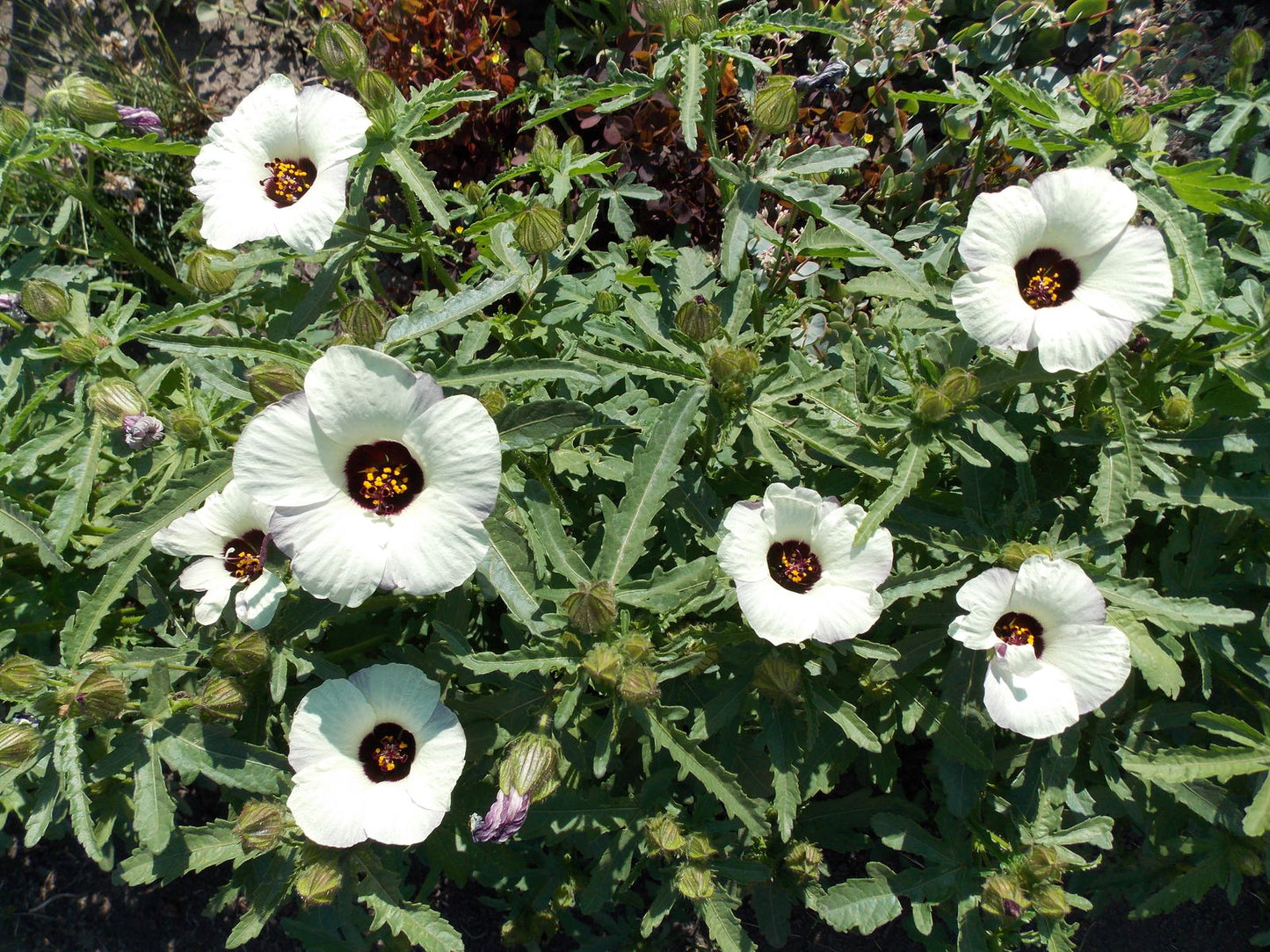 Hibiscus trionum --Venice Mallow--