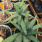 Gasteria batesciana