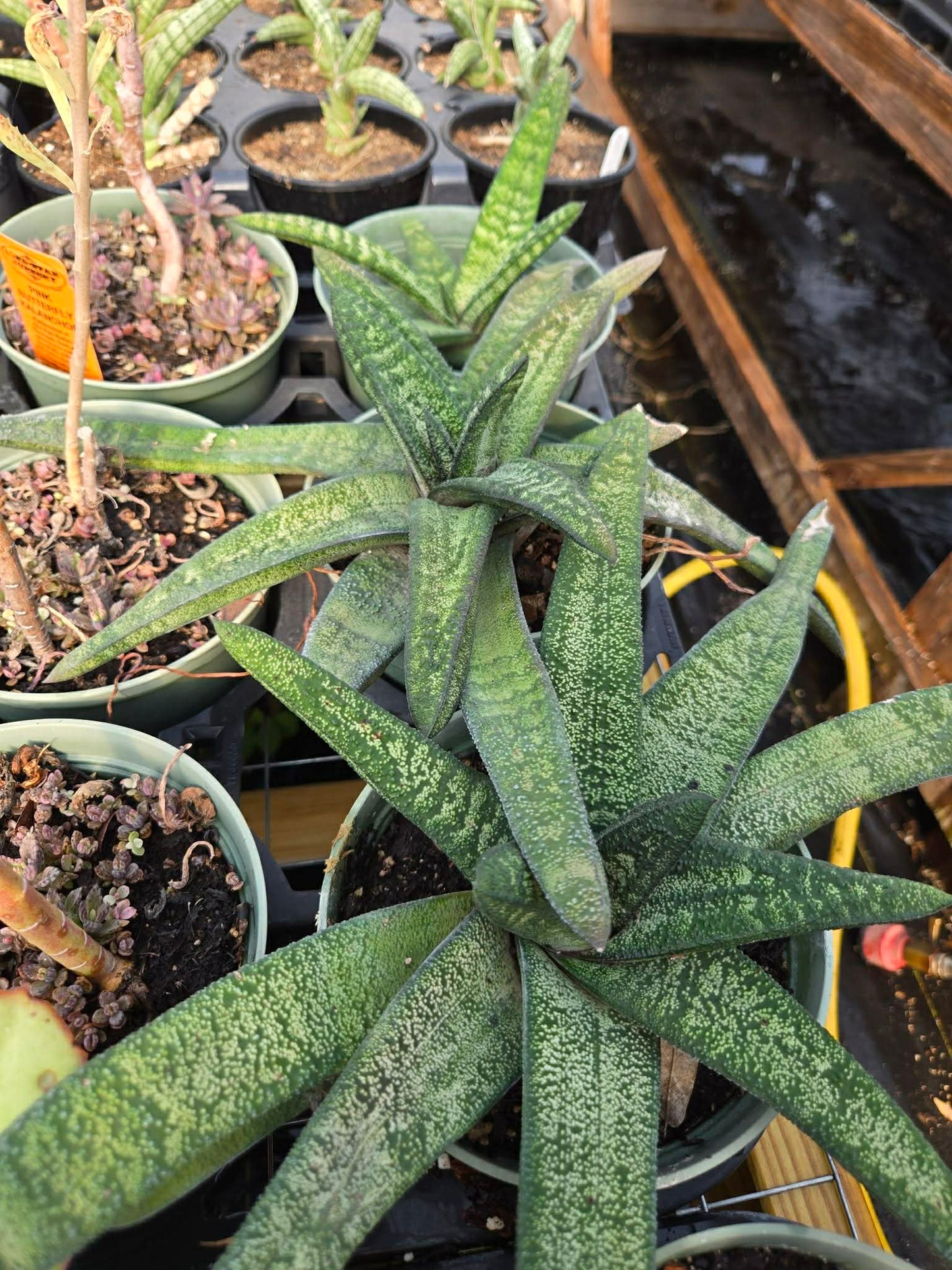 Gasteria batesciana