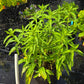 Oenothera jamesii --River Primrose--