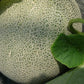MELON 'Ichiba Kouji'
