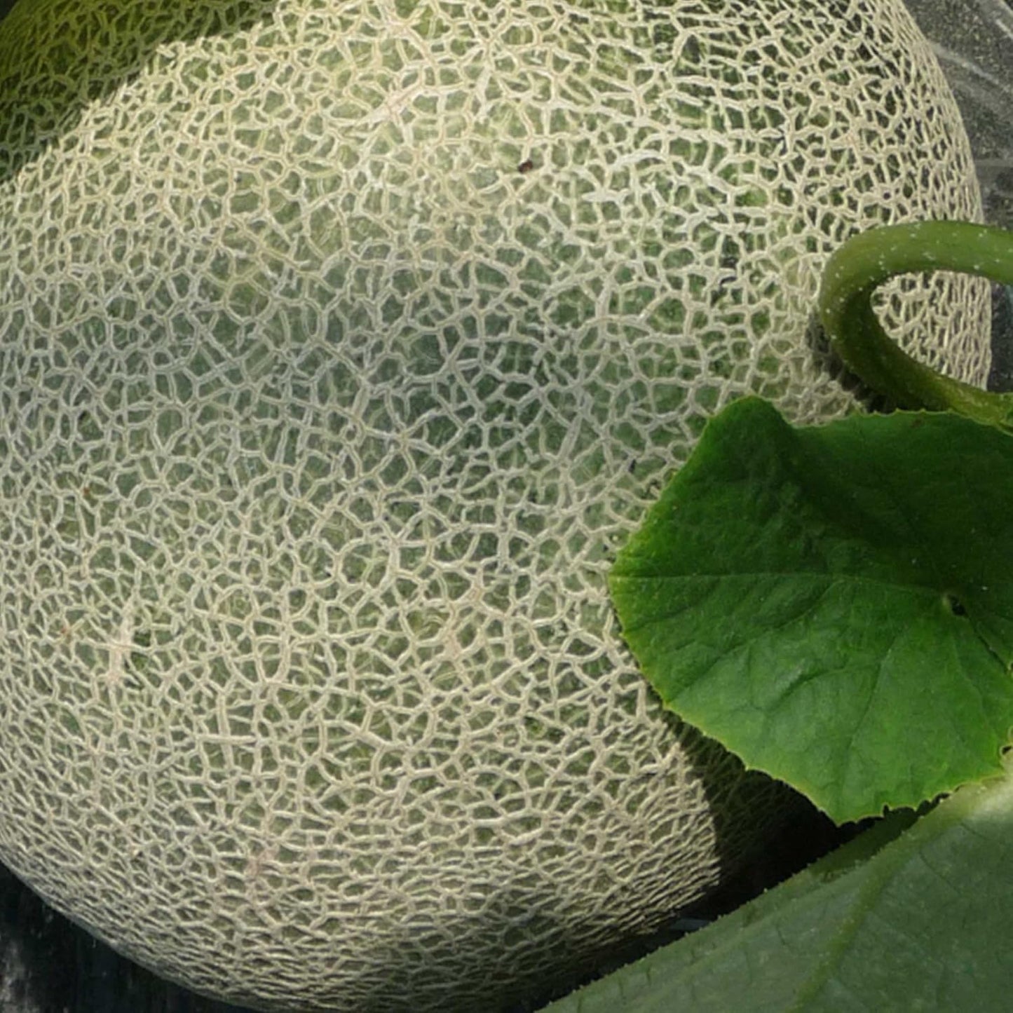 MELON 'Ichiba Kouji'