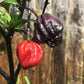 PEPPER 'Purple Reaper'