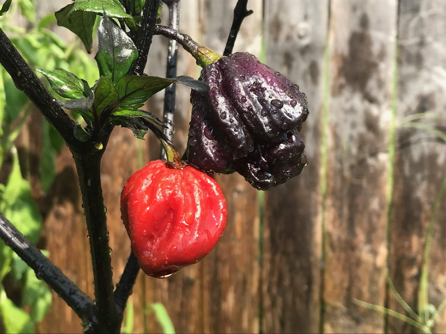 PEPPER 'Purple Reaper'