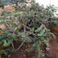 GUAVA 'Dwarf' --Psidium guajava nana--
