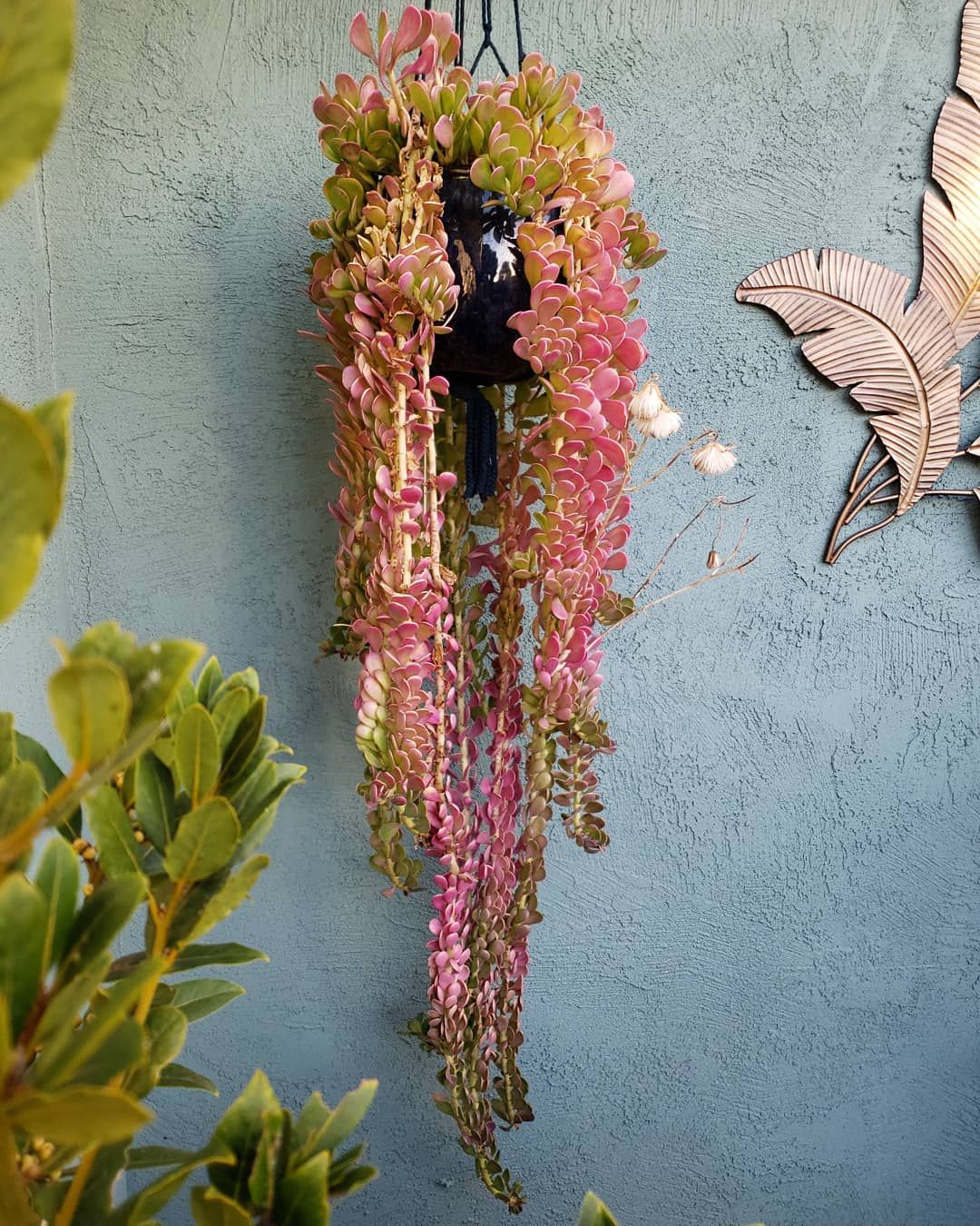 trailing jade hanging plant Senecio jacobsenii --Trailing Jade--
