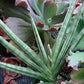 Sansevieria suffruticosa --Frosty Spears Snake Plant--