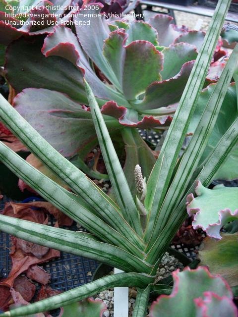 Sansevieria suffruticosa --Frosty Spears Snake Plant--