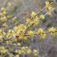 Forestera pubescens --Elbow Bush--