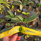 Gasteria nitida var. armstrongii 'Variegated'