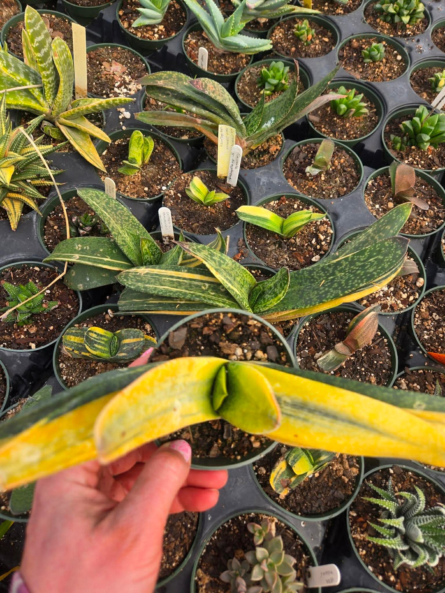 romeo and juliet sansevieria Gasteria nitida var. armstrongii 'Variegated'