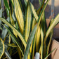 Sansevieria trifasciata --Pulsar Snake Plant--