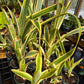Aechmea nudicaulis albo-marginata --Yellow Variegated Bromeliad--