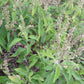 BASIL 'African Tree' --Ocimum suave--