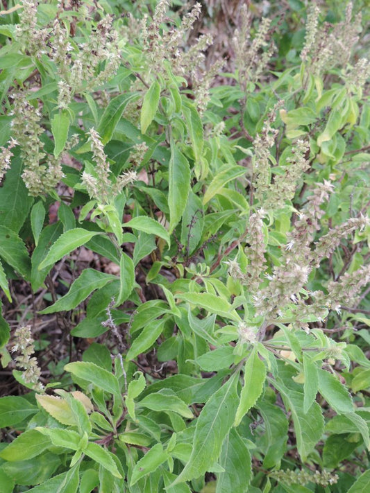 BASIL 'African Tree' --Ocimum suave--