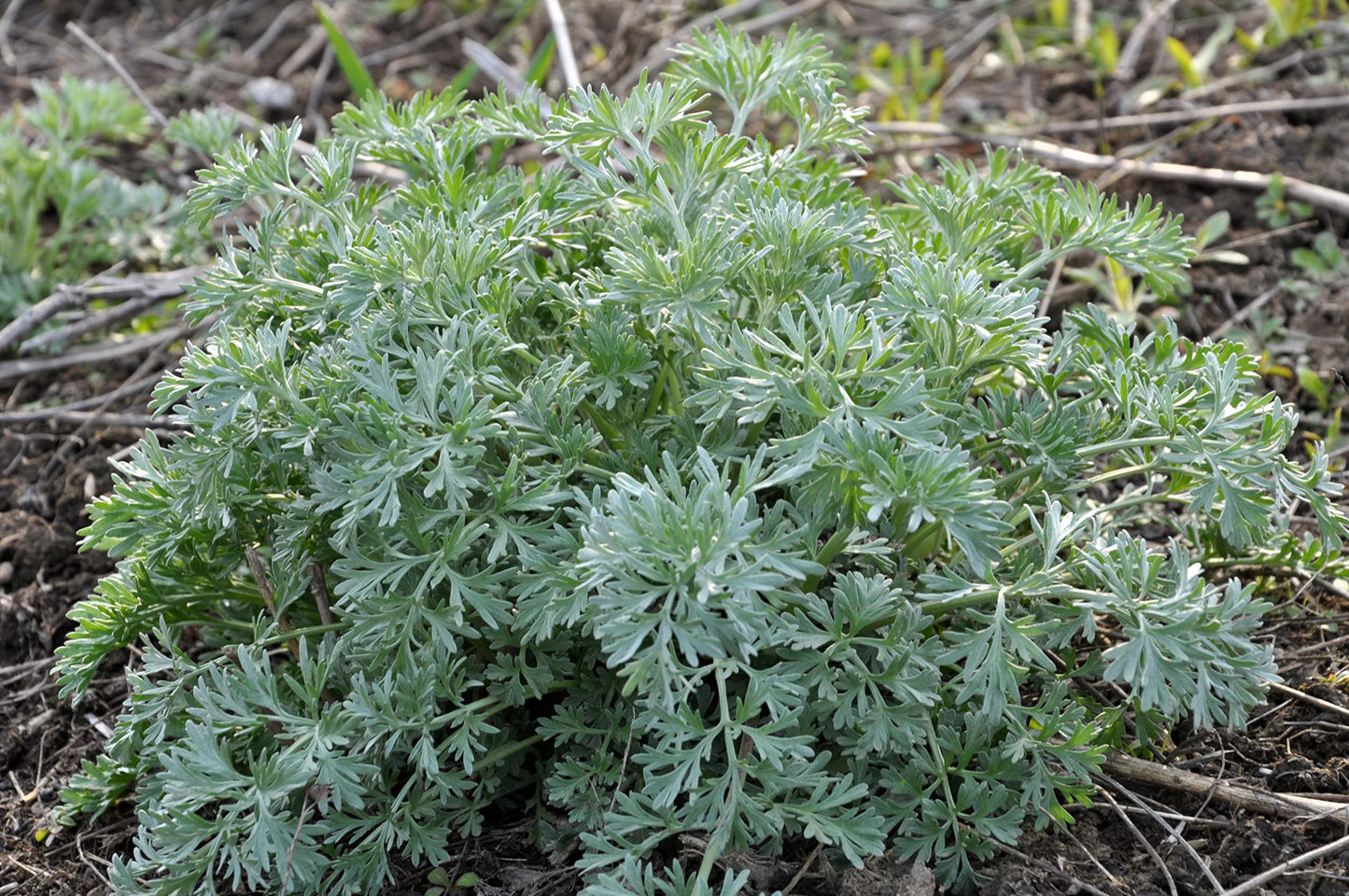 WORMWOOD --Artemisia absinthium--